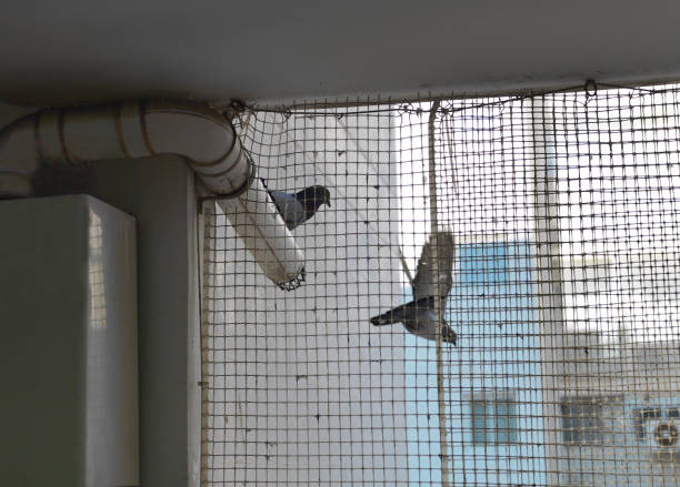 Pigeon Net service by Confist Infratech in Bangalore